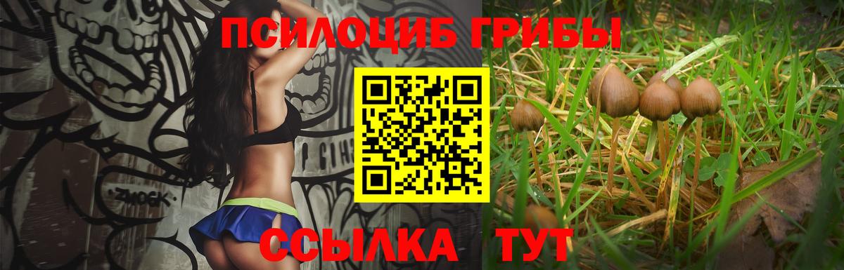 Галлюциногенные грибы Psilocybe  Вход с VPN  Щёлково  Псилоцибиновые грибы GOLDEN TEACHER 